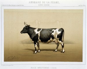 Vaca bretona de Unknown artist