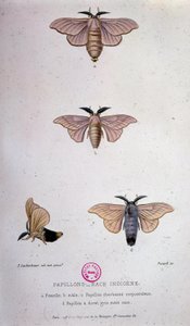 Mariposas: enfermedad del gusano de seda - Estudio de Pasteur de Unknown artist