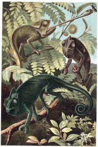 Camaleón - Camaleones o chamaeleons (familia Chamaeleonidae) - grabado de 