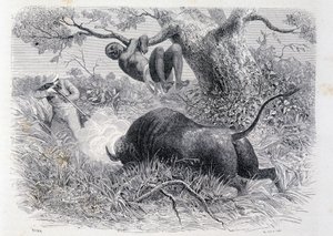 El capitán Speke cazando búfalos - en "Tour du Monde" de Unknown artist
