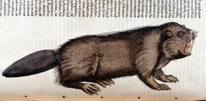 Castor - en 