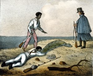 Recolección de huevos de tortuga. Grabado del siglo XIX de Unknown artist