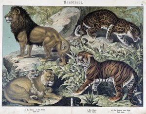 Gatos: león, leona, tigre - en “Historias naturales de mamíferos”, ed. Schreiber de Unknown artist