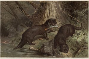Nutria chilena - La nutria de río del sur, Lontra provocax - grabado de “La vida de los animales” de Alfred Edmund Brehm (1829-1884) de Unknown artist