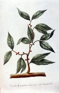 Canela. Herbario del siglo XIX de Unknown artist