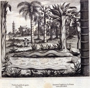 Cobra y serpiente venenosa de la India. “De China Monumenta” de Athanasius Kircher (1601 - 1680), jesuita, orientalista y erudito alemán, Ámsterdam 1667.