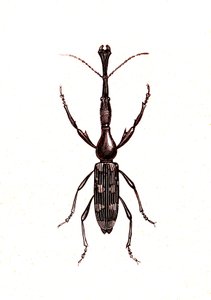 Coleópteros: Brenthus Temminchii de Unknown artist