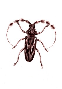 Coleópteros: Lophocerus barbatus de Unknown artist