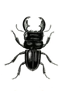 Coleópteros: Odontolarius giganteus de Unknown artist