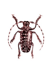 Coleópteros: Ophoptera Tollii de Unknown artist