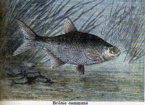 Brema común. Grabado de 1897 de Unknown artist