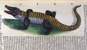 Cocodrilo. en Historia Animalium de Conrad Gesner (1516 - 1565), Tiguri de Unknown artist