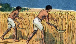 La vida cotidiana en el antiguo Egipto: campesinos cosechando la bles, principios del siglo XX (cromo)