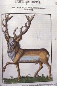 Ciervo después de Historiae animalium por Konrad Gesner, Tiguri