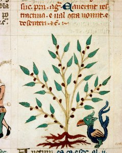 Descripción de un árbol y animal fantástico. Miniatura tomada de un manuscrito provenzal de tipo “Dis des philosophes” (MS Palat. 586) Siglo XIV, Biblioteca Nacional, Florencia de Unknown artist