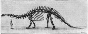 Esqueleto de Dinosaurio: "Brontosaurus excelsus", marzo. Jurásico superior de las Montañas Rocosas. Reproducción del dibujo comunicado por Mr. March a Albert Gaudry del Instituto. Grabado en "La Nature: revue des sciences et de leurs aplicaciones aux arts"
