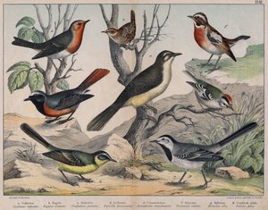 Diverses illustration of birds "History" natural birds". ed. Hoepli, Milán de Unknown Artist