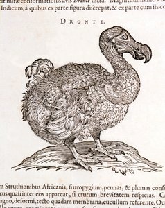 Dodo o Dronte. Ave desaparecida - en “De Indiae utriusque re naturali et medica” de Gulielmi Pisonis, Ámsterdam de Unknown artist