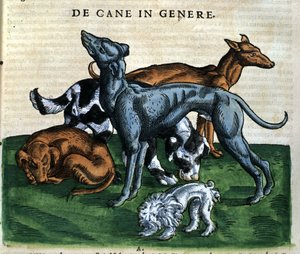 Perros según la Historia Animalium de Conrad Gesner, Tiguri 1560. Biblioteca nacional Braidense. Milán de Unknown artist