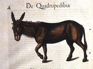 Burro de Historia Animalium por Conrad Gesner, Tiguri 1560