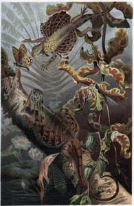 Draco volans, variedad de lagarto arbóreo - Draco (género) (dragones voladores) - grabado de 