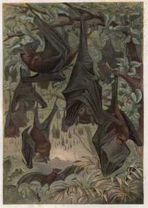 Murciélago frugívoro egipcio o rousette egipcia (Rousettus aegyptiacus) - grabado de “La vida de los animales” de Alfred Edmund Brehm (1829-1884) de Unknown artist