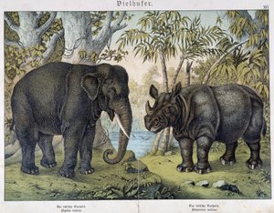 Elefante y rinoceronte - en "Natural histories of mammals", ed. Schreiber, Múnich de Unknown artist