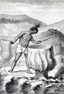 Grabado que representa una variedad de esponja llamada Cáliz de Neptuno (Thalassema Neptune) de Unknown artist