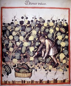 Grabado que representa la recolección de melones de "Tacuinum Sanitatis". B.N, Viena.