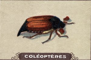 Entomología: representación de un mosquetón, serie de insectos, principios del siglo XX (cromo)