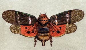 Entomología: representación de una cigarra con nueve manchas, serie de insectos, principios del siglo XX (cromo)