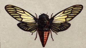 Entomología: representación de una cigarra roja, serie de insectos, principios del siglo XX (cromo)
