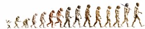 Evolución: Comparación de morfologías desde el mono hasta el hombre actual (diferentes homínidos). Grabado de finales del siglo XIX. de Unknown artist