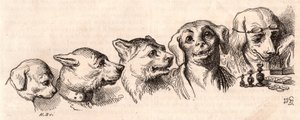 Evolución de un perro a forma humana