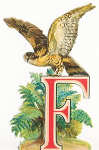 F: Halcón