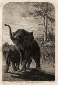 Elefanta protegiendo a su cría de cazadores de jabalinas de Zambeze. Grabado para ilustrar los primeros viajes del Dr. Livingstone al sur de África de 1840 a 1856, en 