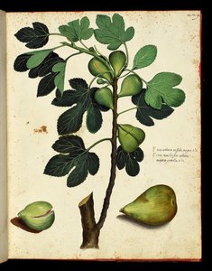 Higo y rama de higuera Tabla botánica extraída de un tratado de Historia Natural sobre frutas y verduras. Fondos Ulisse Aldrovandi, Bibl. Universitaire, ed. 1603. de Unknown artist