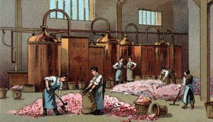 Destilería de flores para la producción de petróleo y agua de flores. Cromolitografía de finales del siglo XIX de Unknown artist