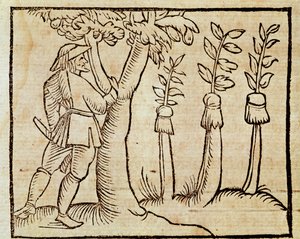 Injertando los árboles, ilustración de De Agricoltura Vulgare, por Pier Crescenzio, edición publicada en Venecia de Unknown artist