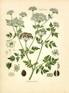 Hemlock (litografía en color)