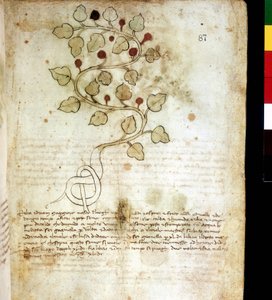 Hierba “Idriam Maggiore” o hierba “en forma de nudo simple”. Lámina botánica, Biblioteca comunale di Rimini