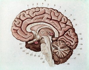 Sección del cerebro humano con hemisferios cerebrales y cerebelo (grabado)
