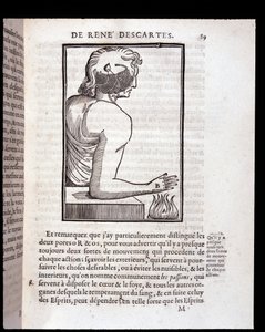 Sistema sensorial humano conectado al cerebro - en “L