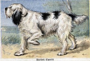 Perro de caza: Stop Barbet de Unknown artist