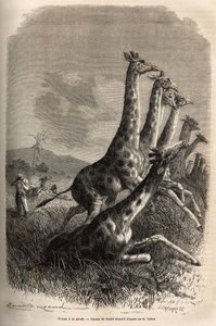 Caza de la jirafa, el narrador dispara a su presa y sus guías completan el primer disparo a la jirafa. Grabado para ilustrar la exploración de los afluentes abisinios del Nilo, por Sir Samuel W. Baker, en 1861-62, publicado en Le tour du monde, 187
