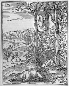 Caza del lobo: la vigía. Facsímil de un grabado en madera del siglo XVI. Grabado en “La Nature: revue des sciences et de leurs aplicaciones aux arts et a l