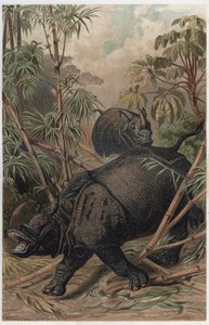 Rinoceronte indio - El rinoceronte indio (Rhinoceros unicornis) - grabado de 