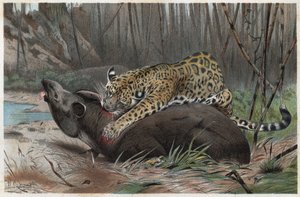 Jaguar (Panthera onca) - grabado de 