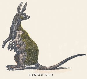K: canguro de Unknown artist
