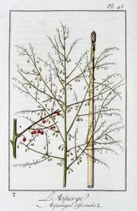 El Espárrago (Asparagus Officinalis) - en “Ejercicios de botánica para el uso de los comerciantes”, redactado por J.C. Philibert, Imprenta de Crapelet, París de Unknown artist